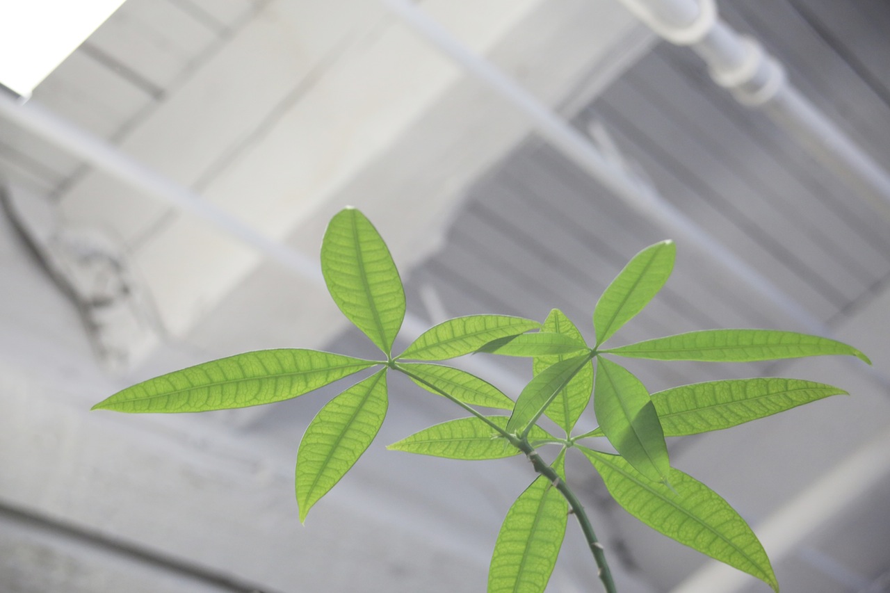Ststainable Cleaning is Green Cleaning